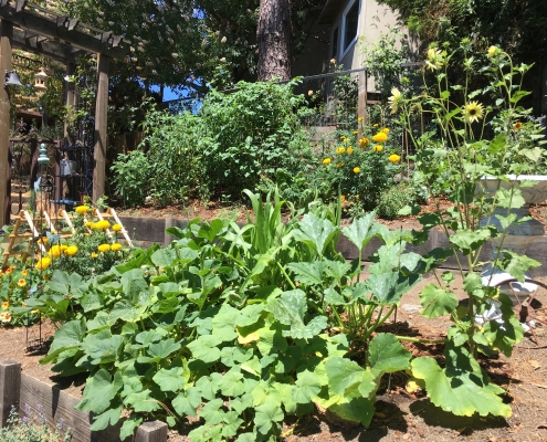fiori orto
