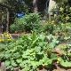 fiori orto