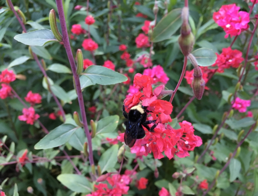 Bombus vosnesenskii i giardini rigenerativi per gli impollinatori. Manutenzione del verde, Roma