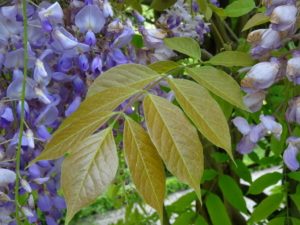 foglie wisteria