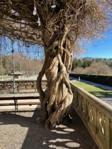 tronco intrecciato wisteria