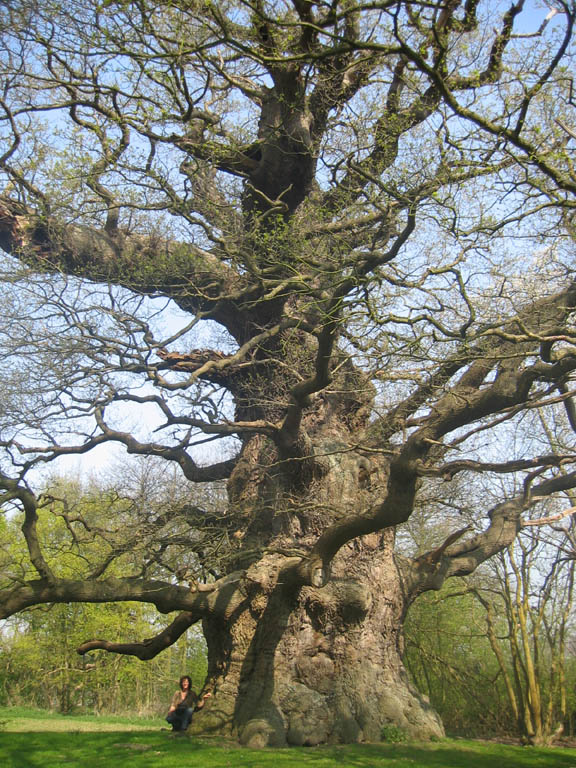 quercia inglese