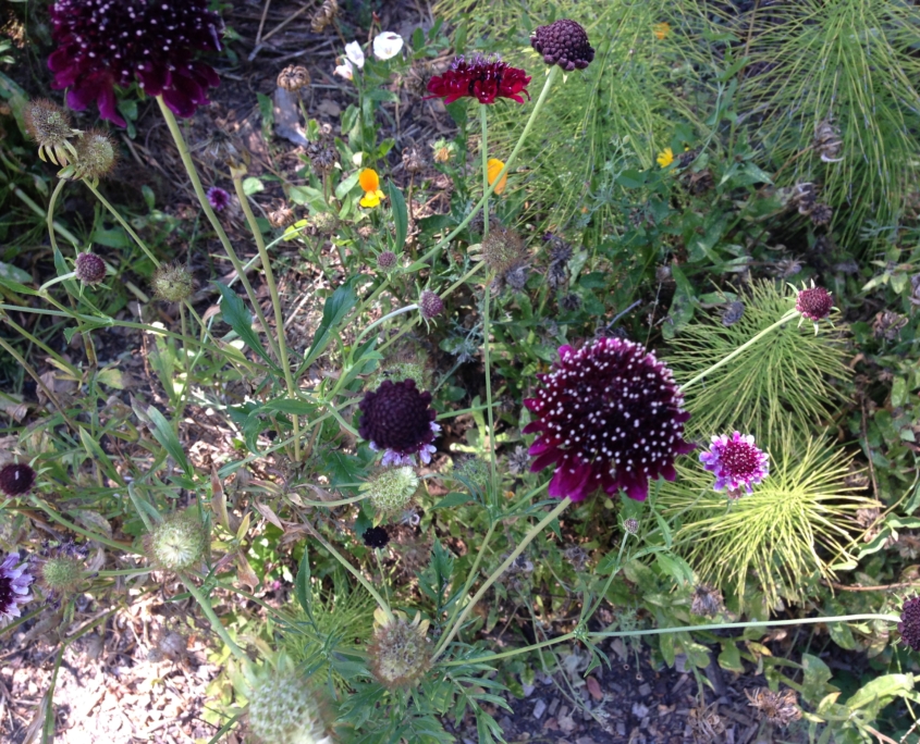 fiori selvatici, giardini per gli impollinatori