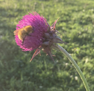 giaridni per gli impollinatori, bombo su cardo selvatico