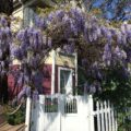 pergola glicine