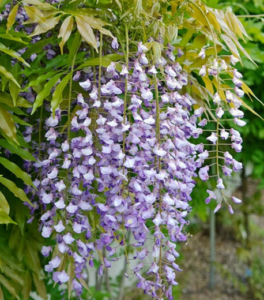 fiori glicine