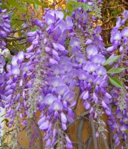 fiori glicine
