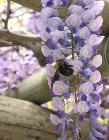 bee