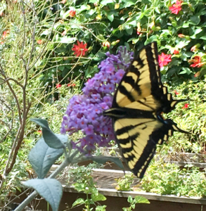 Papilio glaucus su Buddleja papilio glaucus su buddleja