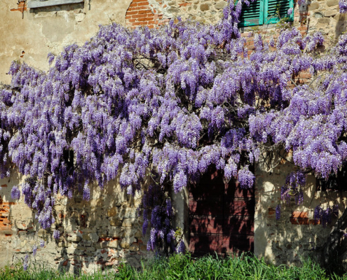 glicine su muro