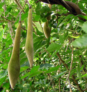 legumi wisteria