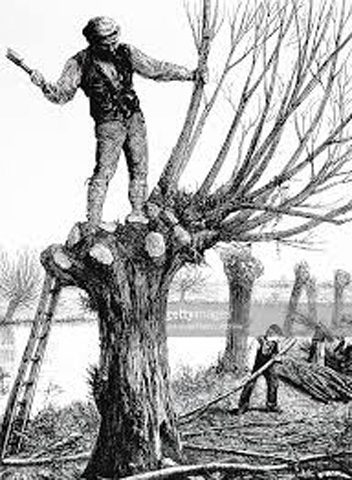 Capitozzatura degli alberi