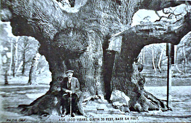 Albero monumentale, veterano.