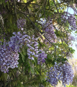 wistaria sinensis