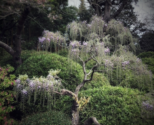 albero wistaria