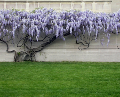 wisteria espallier