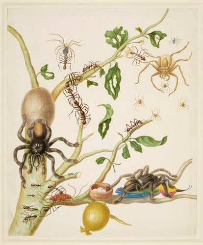 Branch of Guava tree with Army Ants, Pink-Toe Tarantulas, Huntsman Spiders, and Ruby-Topaz Hummingbird 1702-03