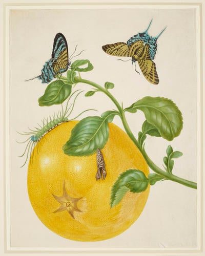 Branch of Pomelo with Green-Banded Urania Moth 1702-03
