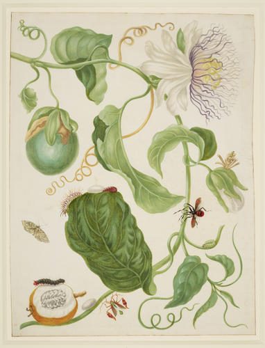 Branch of Water Lemon with Snout Moth, Brush-Footed Butterfly larva and Flag-Footed Bug 1702-03