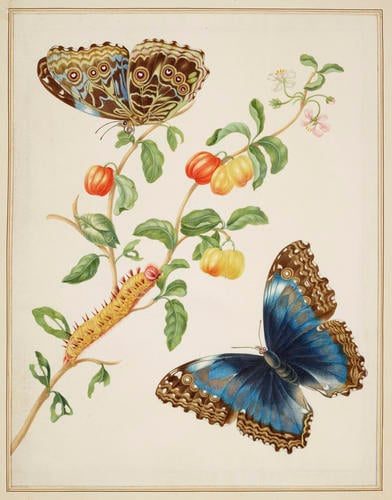 Branch of West Indian Cherry with Achilles Morpho Butterfly 1702-03