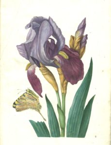 Iris