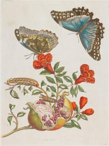 Maria-Sybilla-Merian-