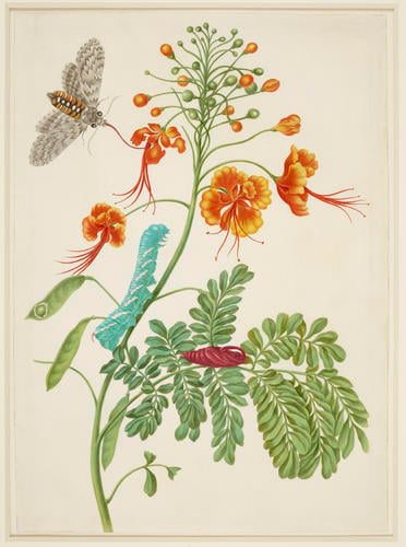 Peacock Flower with Carolina Sphinx Moth