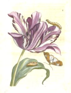 Tulipa purpurea