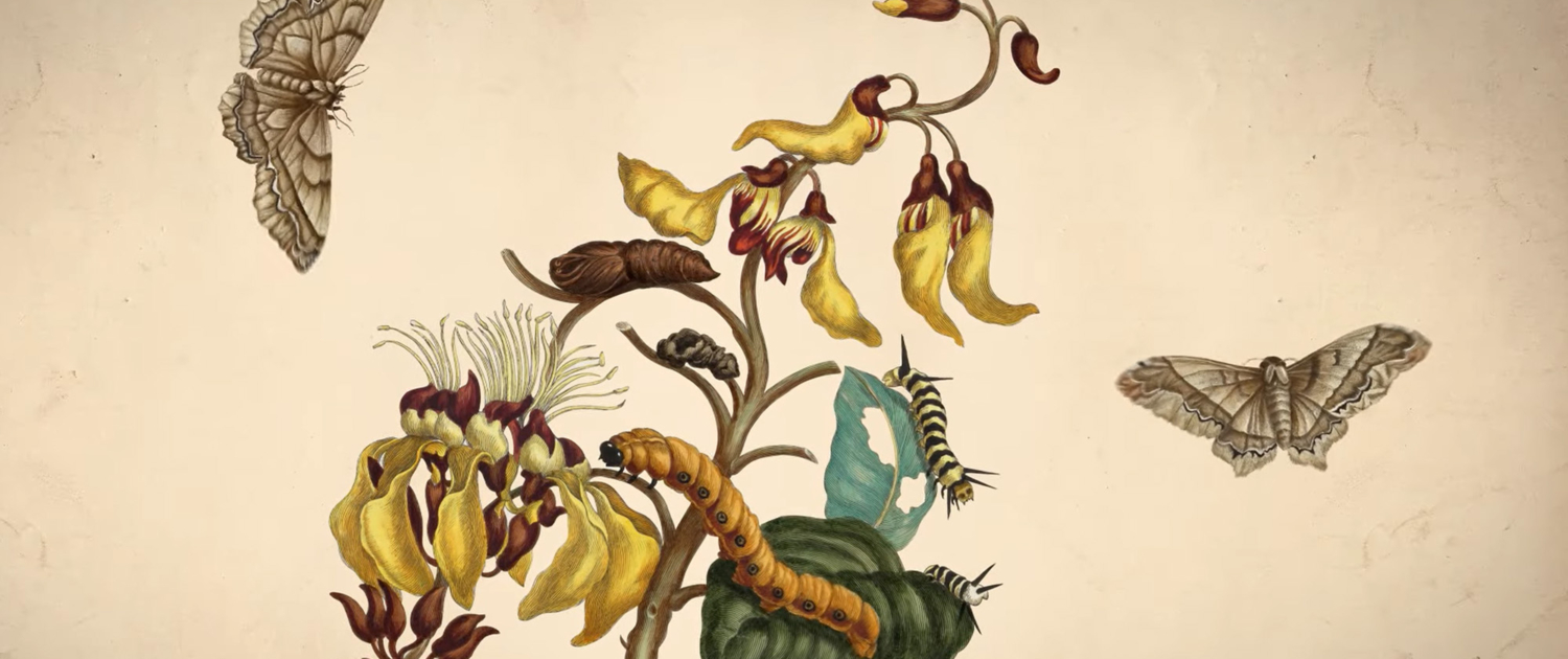 header_the-incredible-life-of-maria-sibylla-merian-landscape-3