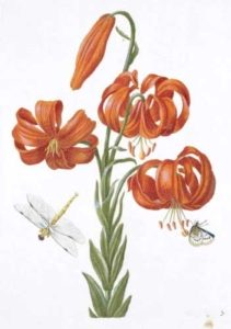 merian2