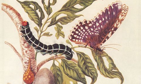 maria sybilla merian