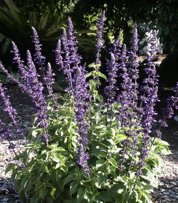salvie ornamentali indigo spires