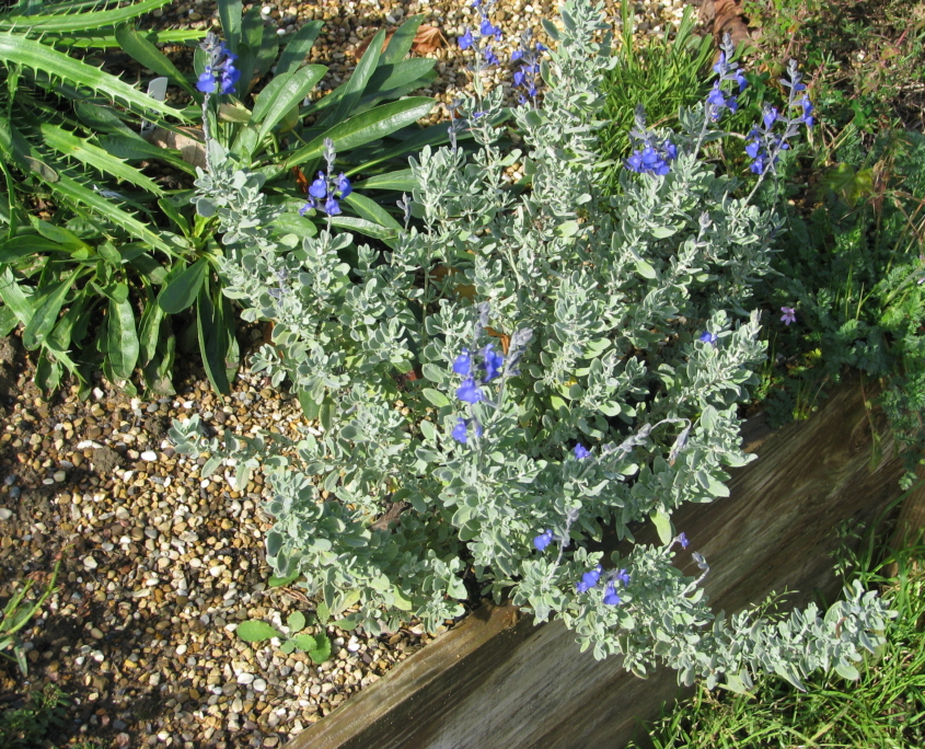 S. chamaedryoides