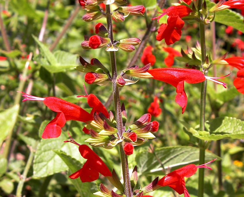 salvie ornamentali coccinea