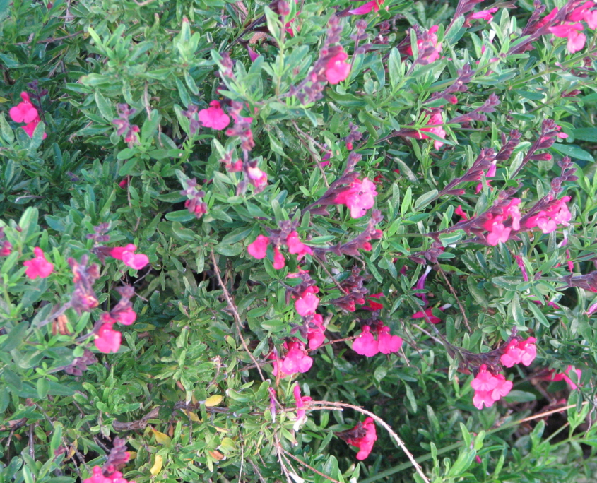 salvia greggii