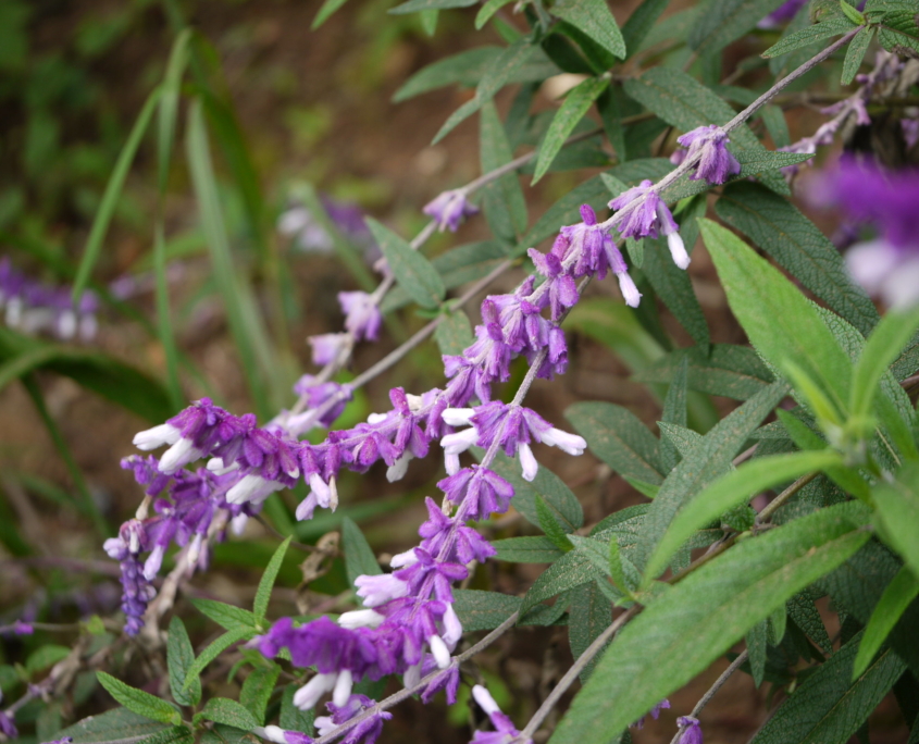 salvia leucantha
