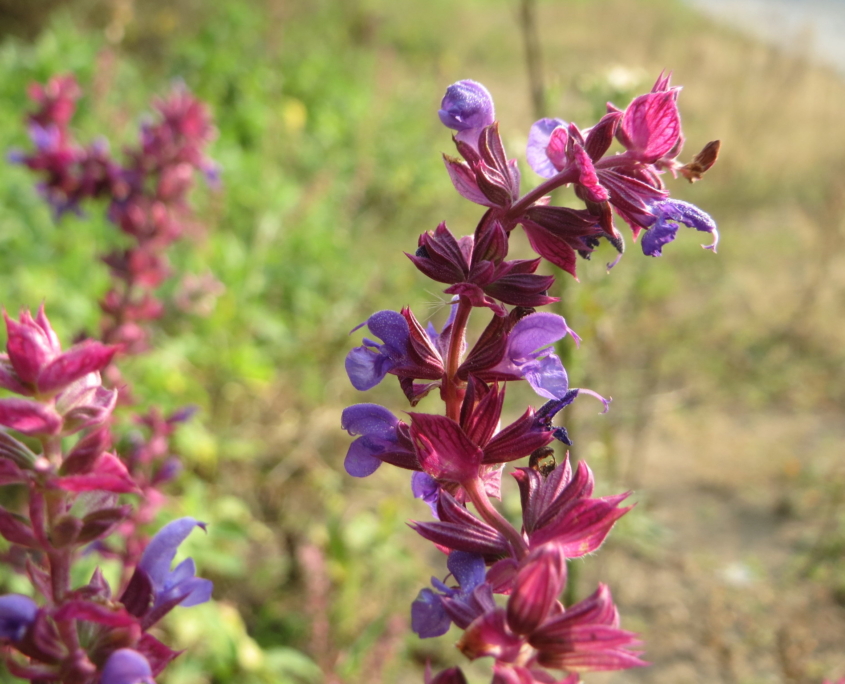 salvie ornamentali nemorosa