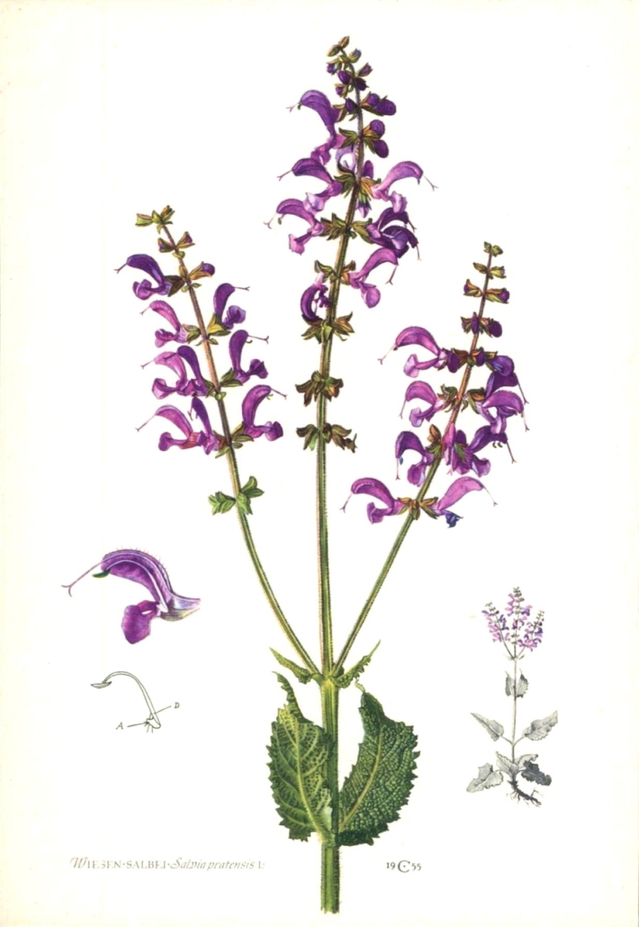 salvie pratensis