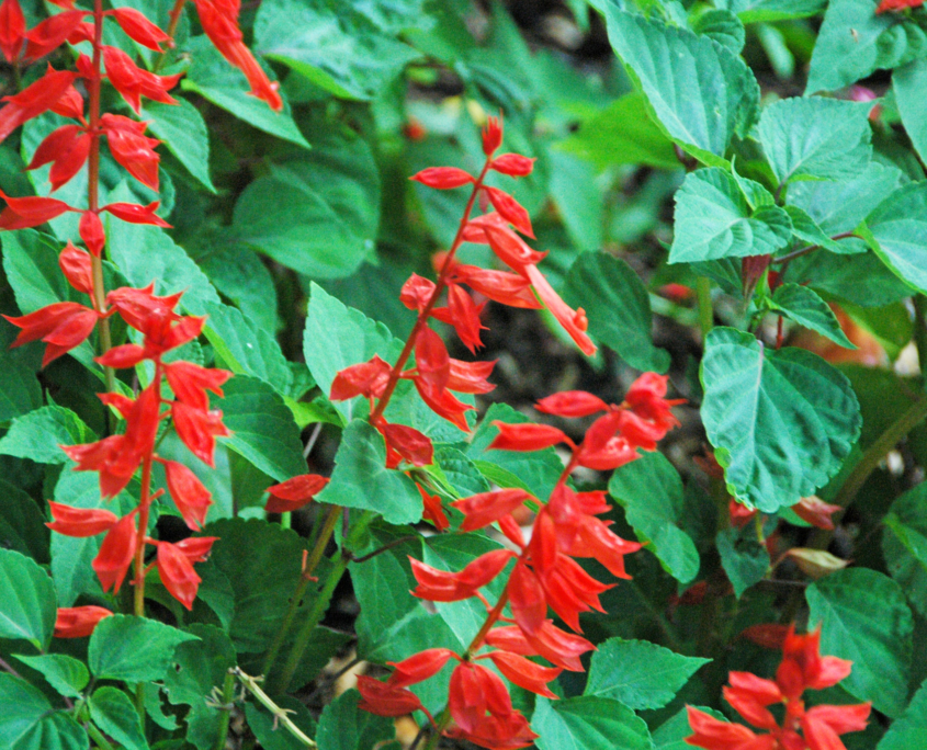 salvie ornamentali splendens