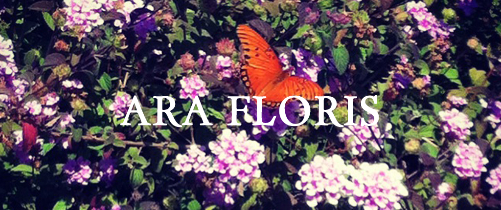 blog cover butterfly