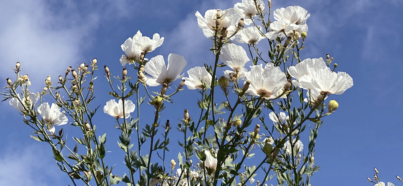 Romneya coulteri giardino affresco