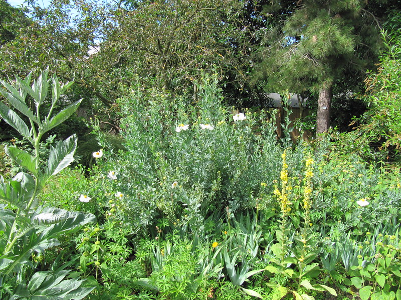 romaneya in gardens