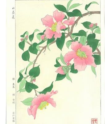 camellia