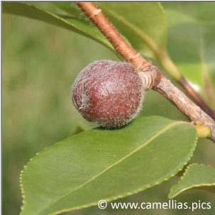 camellia frutto