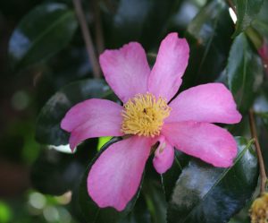 sasanqua cleopatra