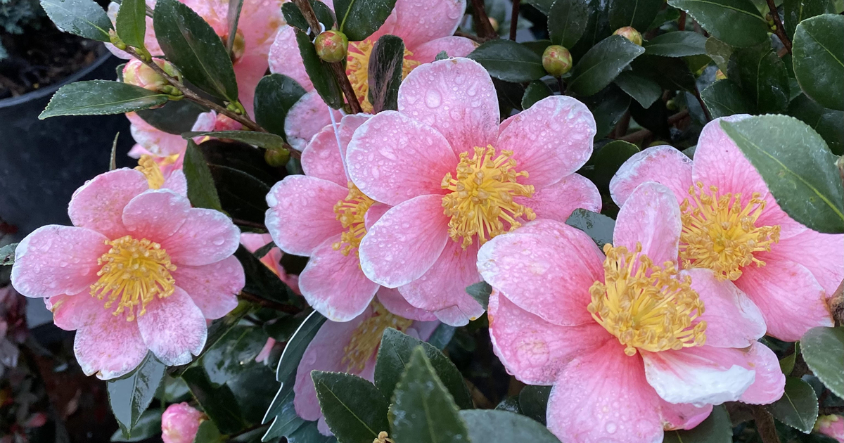 - Pecks column on camellias Dawn Meredith Peck