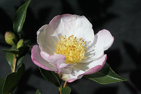 camellia sasanqua