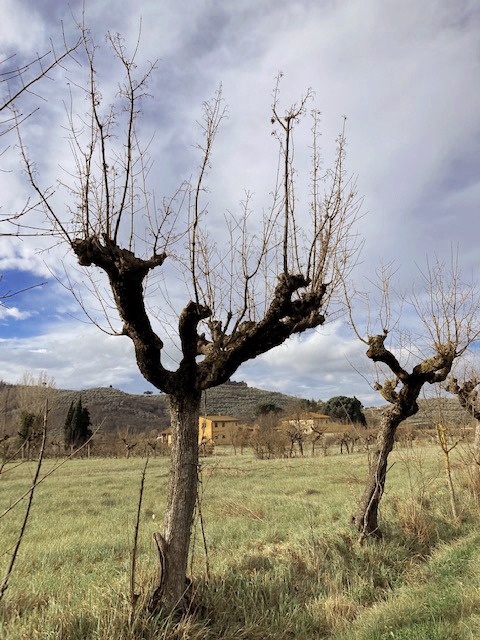 albero capitozzato