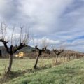 alberi capitozzati