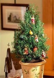 rosmarino natale